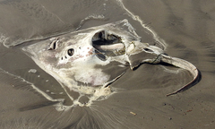 Beringraja binoculata