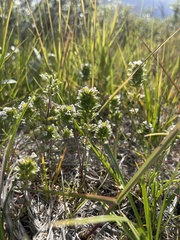 Euphrasia frigida