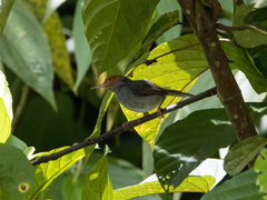 Orthotomus ruficeps