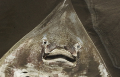 Beringraja binoculata