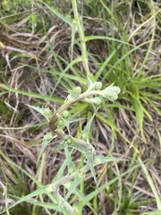 Eryngium horridum