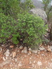 Lasiosiphon socotranus