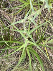 Eryngium horridum
