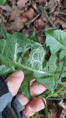 Phytomyza syngenesiae