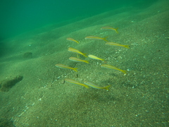 Mulloidichthys dentatus