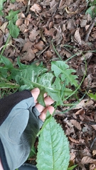 Phytomyza syngenesiae