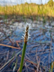 Eleocharis sphacelata