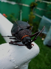 Ctenoscelis acanthopus