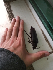 Ctenoscelis acanthopus