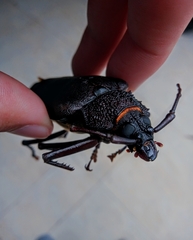 Ctenoscelis acanthopus