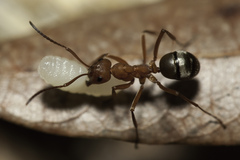 Formica sanguinea