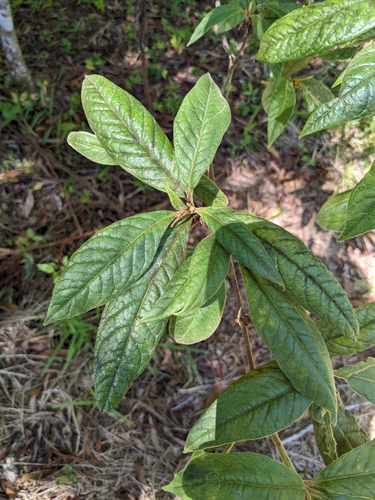 Pittosporum wingii