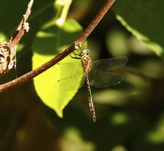 Hemicordulia continentalis
