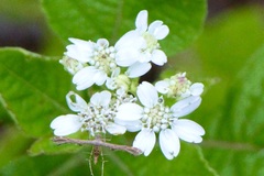 Verbesina microptera