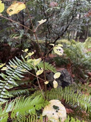 Symphoricarpos
