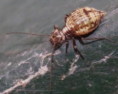 Mesopsocus immunis