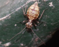 Mesopsocus immunis