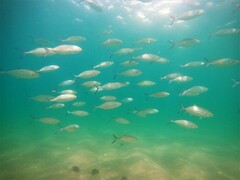 Caranx caballus