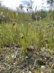 Juncus arcticus