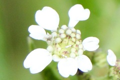 Verbesina microptera