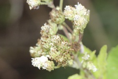 Verbesina microptera