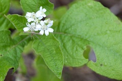 Verbesina microptera