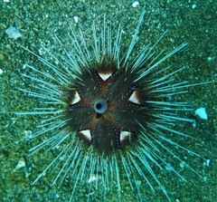 Astropyga pulvinata