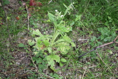 Verbesina microptera