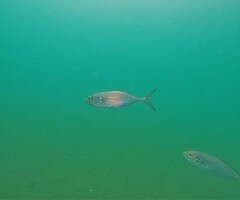 Caranx caballus