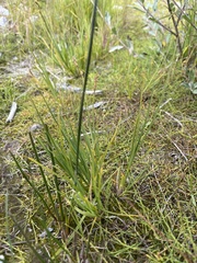 Carex canescens
