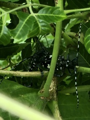 Anoplophora chinensis