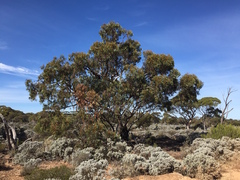 Eucalyptus calcareana