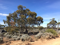 Eucalyptus calcareana