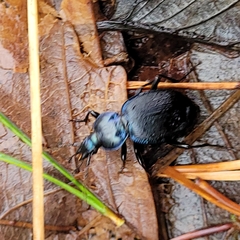 Sphaeroderus stenostomus