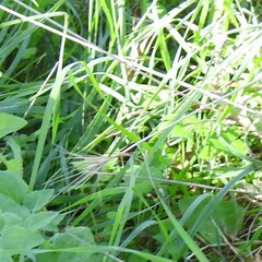 Hordeum murinum leporinum