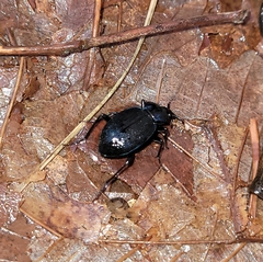 Sphaeroderus stenostomus