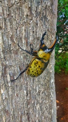 Dynastes hyllus