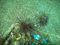 Astropyga pulvinata