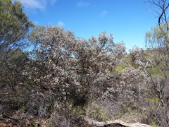 Eucalyptus educta