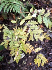 Sorbus aucuparia