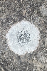 Lichinaceae