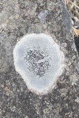 Lichinaceae