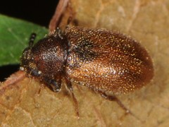 Paratenetus