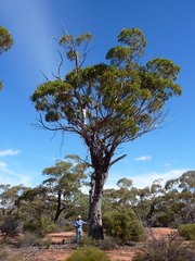 Eucalyptus concinna