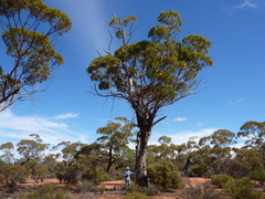Eucalyptus concinna