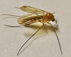 Keroplatidae