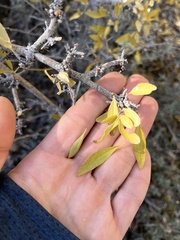 Forestiera pubescens