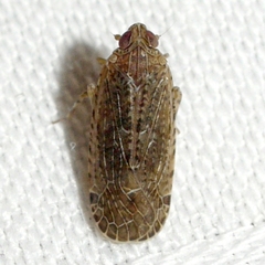 Catonia
