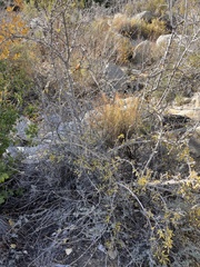 Forestiera pubescens