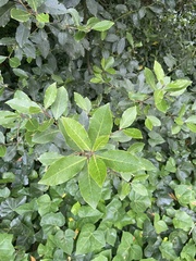 Laurus nobilis